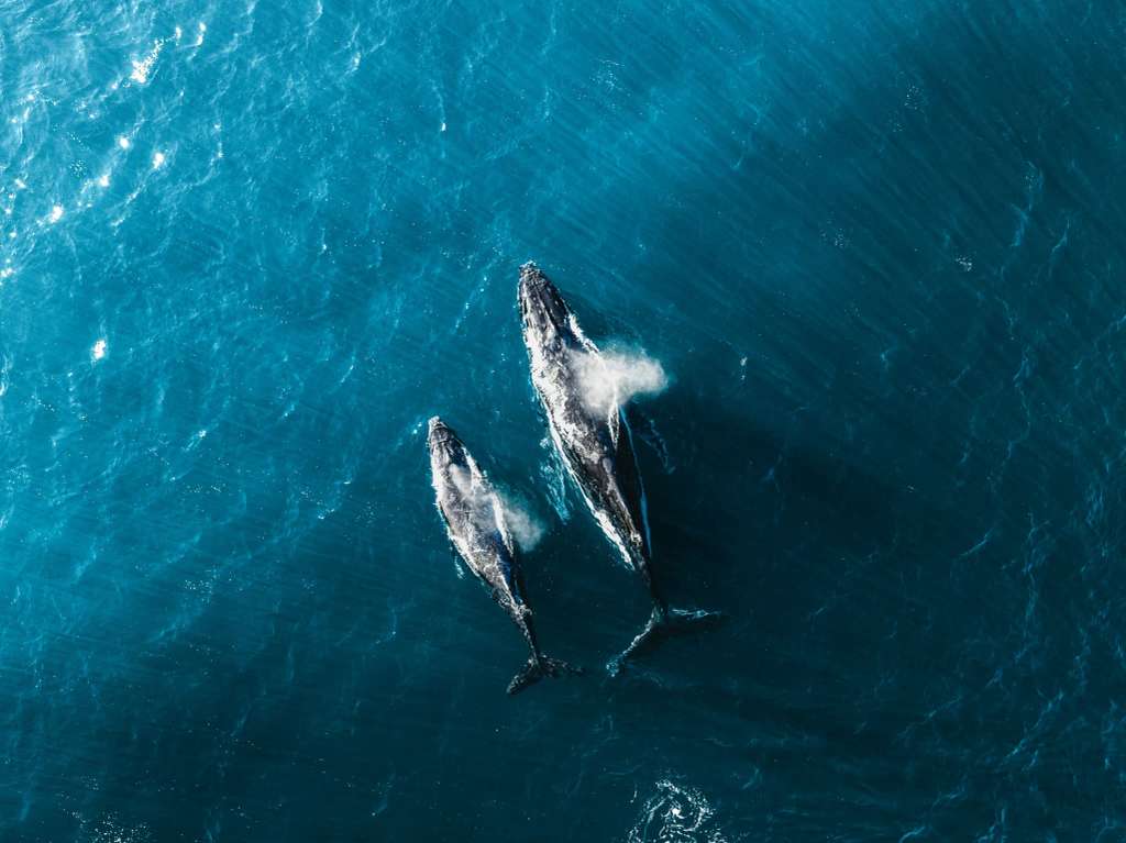 Whale Watching on the Dolphin Coast: When, Where and What to Expect