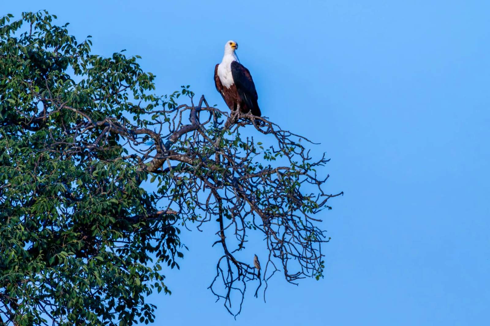 The African Fish Eagle calls across the Zinkwazi lagoon. 