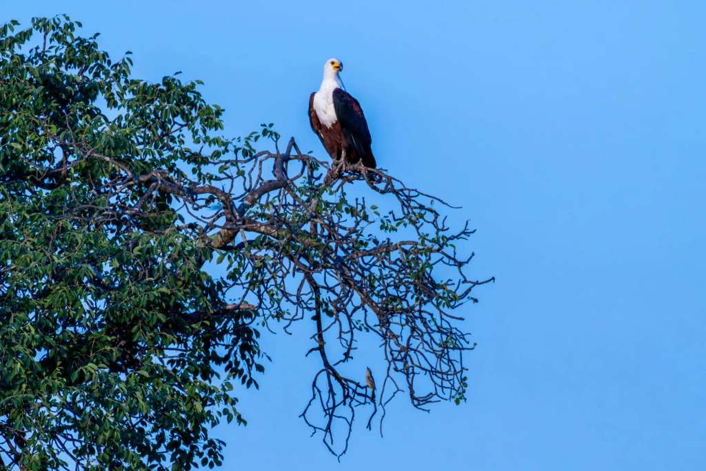 Birdwatching at Zinkwazi Beach: Species Guide and Best Spots