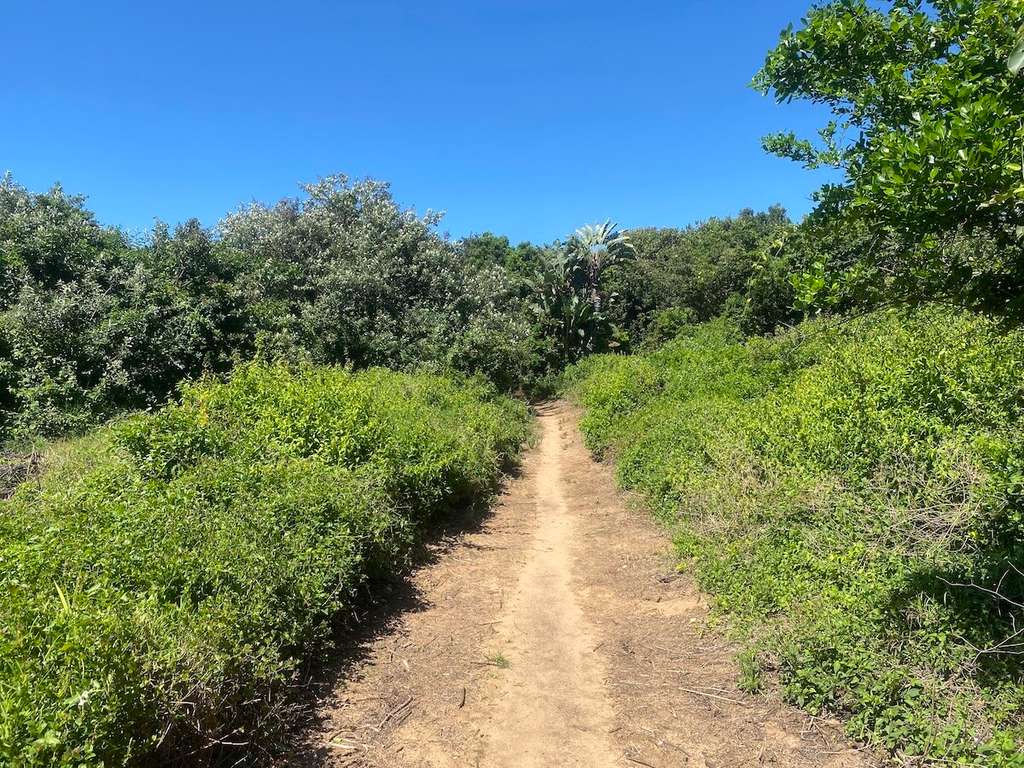 Zinkwazi Forest Trails: A Guide to the Coastal Dune Forest Walks