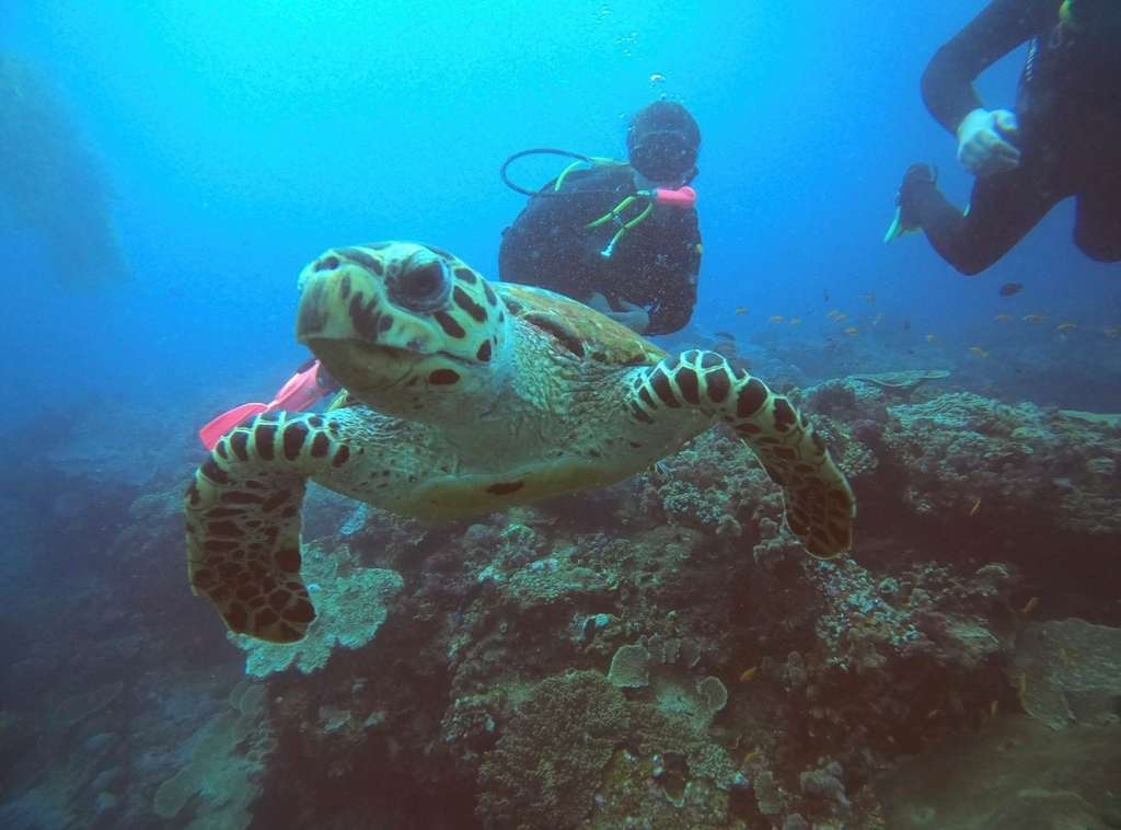 Zinkwazi Dive Charters