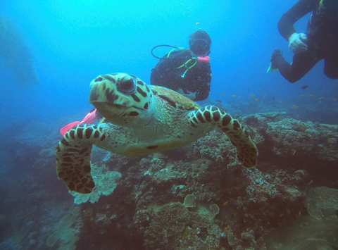 Zinkwazi Dive Charters