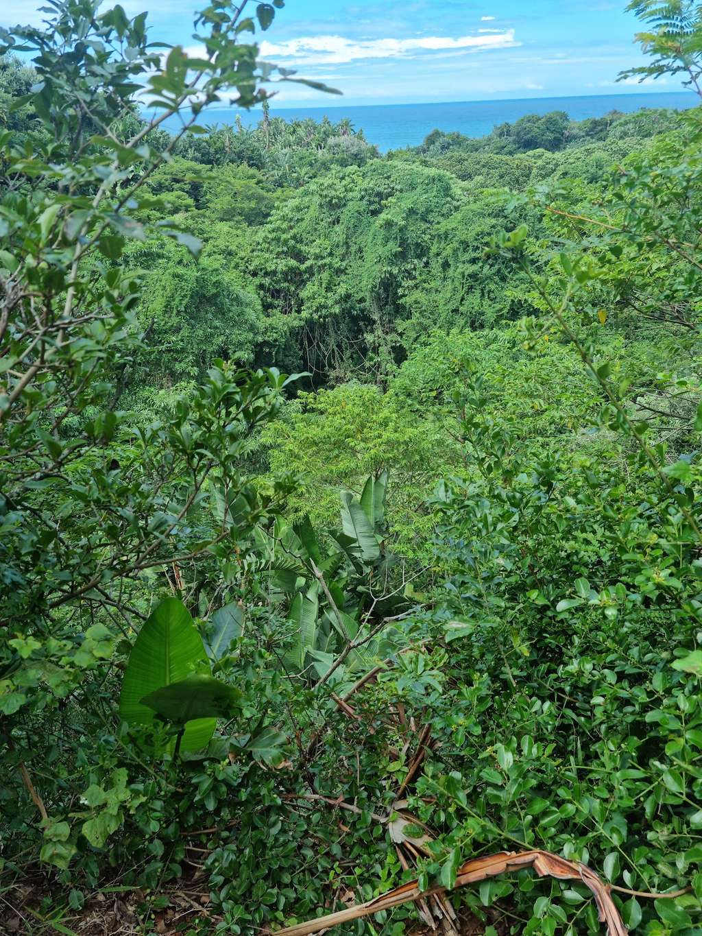 Zinkwazi Forest Trails
